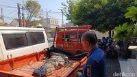 Buaya 2,5 meter itu selanjutnya dibawa ke kantor BKSDA Jatim.