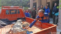 Tidak lama setelah menerim laporan nelaya. Tim Damkar Bangkalan kemudian mengevakuasi buaya sepanjang 2,5 meter tersebut.