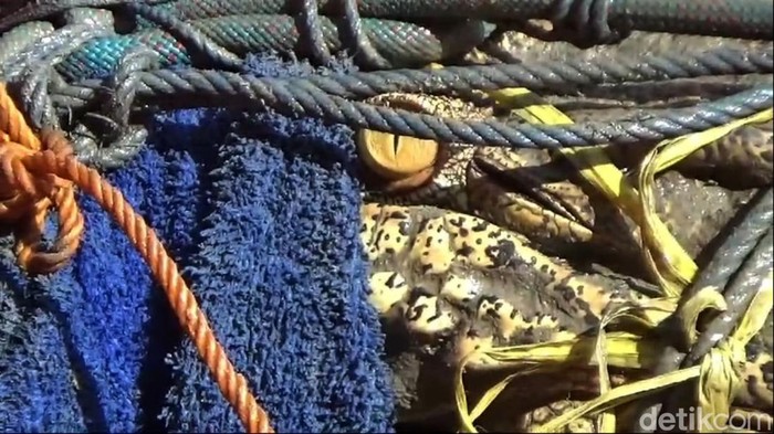 Evakuasi Buaya 2,5 meter di Bangkalan Evakuasi Buaya 2,5 meter di Bangkalan