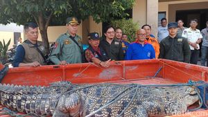 Evakuasi Buaya 2,5 Meter di Bangkalan