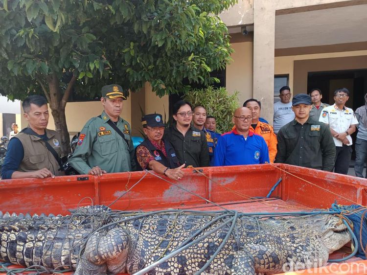 Evakuasi Buaya 2,5 Meter di Bangkalan