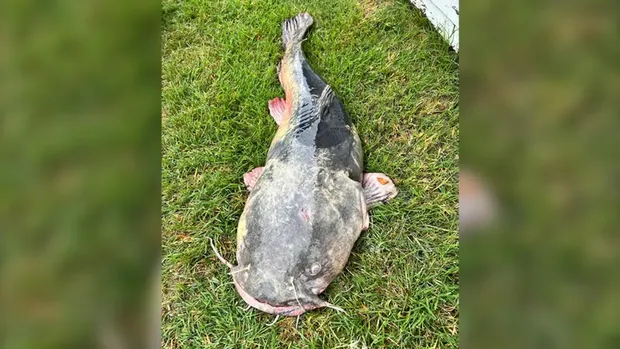 Ikan lele raksasa