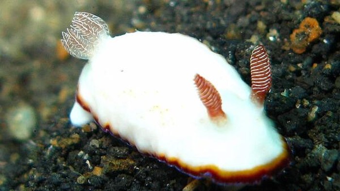 Kelinci Laut (Jorunna parva).
