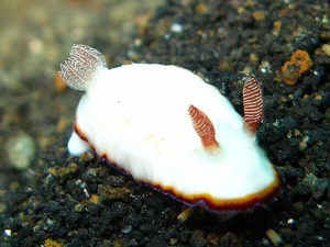 8 Fakta Unik Kelinci Laut, Mungil, Menggemaskan, dan Beracun