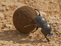 Mengapa Kumbang Kotoran Mengumpulkan Kotoran Hewan Lain? Ini Alasannya