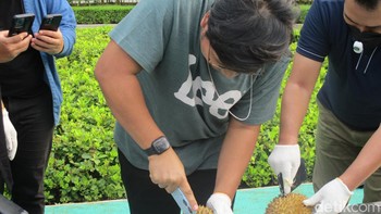 Untuk menguji secara langsung, pihak Oppo telah menyediakan durian untuk memotong dan membukanya menggunakan Oppo A60 sebagai bukti dari ketahanan smartphone tersebut. Foto: Mohammad Frizki Pratama