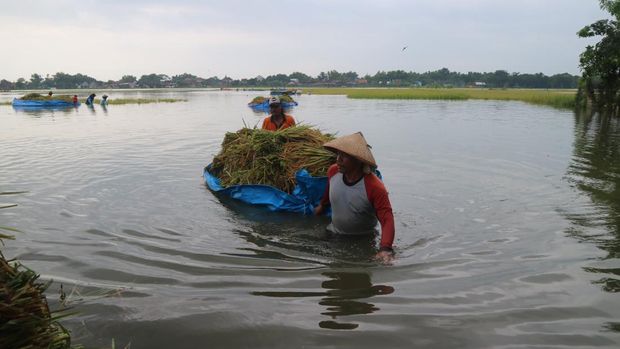 Petani panen menggunakan terpal untuk mengangkut padi yang kebanjiran di Desa Tondomulyo, Kecamatan Jakenan, Kabupaten Pati, Kamis (14/3/2024). (Dok. Detikcom/Dian Utoro Aji)