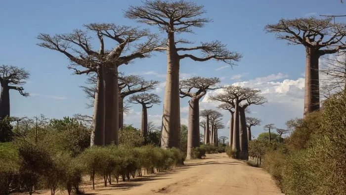 Pohon baobab