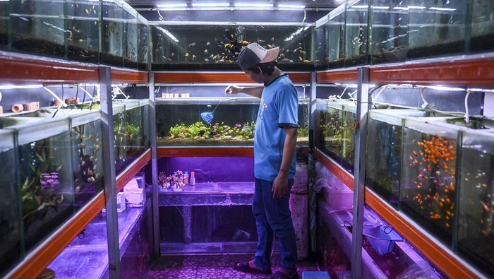 Potensi ekspor ikan hias di Indonesia Calon pembeli melihat ikan hias yang dijual di Pasar Ikan Hias Radio Dalam, Jakarta Selata, Kamis (16/5/2024). Kementerian Kelautan dan Perikanan (KKP) mengatakan bahwa usaha ikan hias dan turunannya menjadikan Indonesia sebagai negara eksportir terbesar ikan hias di dunia, KKP mencatat nilai ekspor ikan hias Indonesia pada semester I 2023 sebesar 20,5 juta dolar AS atau meningkat 16,2 persen dibandingkan periode yang sama tahun 2022, angka tersebut menjadikan Indonesia menjadi eksportir ikan hias terbesar kedua di dunia pada 2023. ANTARA FOTO/Erlangga Bregas Prakoso/Spt.