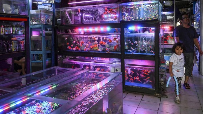 Potensi ekspor ikan hias di Indonesia Calon pembeli melihat ikan hias yang dijual di Pasar Ikan Hias Radio Dalam, Jakarta Selata, Kamis (16/5/2024). Kementerian Kelautan dan Perikanan (KKP) mengatakan bahwa usaha ikan hias dan turunannya menjadikan Indonesia sebagai negara eksportir terbesar ikan hias di dunia, KKP mencatat nilai ekspor ikan hias Indonesia pada semester I 2023 sebesar 20,5 juta dolar AS atau meningkat 16,2 persen dibandingkan periode yang sama tahun 2022, angka tersebut menjadikan Indonesia menjadi eksportir ikan hias terbesar kedua di dunia pada 2023. ANTARA FOTO/Erlangga Bregas Prakoso/Spt.