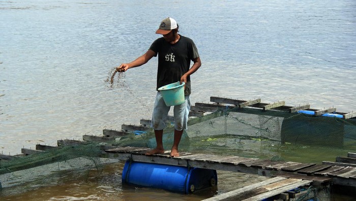 Potret Budi Daya Ikan di Tepian Sungai, Auto Cuan! Petani keramba Boeang memperlihatkan ikan hasil panen dari keramba miliknya di tepian Sungai Kapuas di Kecamatan Sungai Raya, Kabupaten Kubu Raya, Kamis (16/5/2024). Keramba Boeang Padang Tikar tersebut memanfaatkan Sungai Kapuas untuk budi daya ikan sungai seperti baong, kaloi, patin, mayong dan nila yang dipanen untuk dipasok ke rumah makan dan restoran di daerah setempat. ANTARA FOTO/Jessica Wuysang/nz