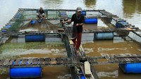 Keramba Boeang Padang Tikar memanfaatkan Sungai Kapuas untuk budi daya ikan sungai seperti baong, kaloi, patin, mayong dan nila.