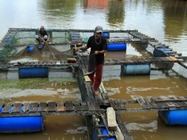 Potret Budi Daya Ikan di Tepian Sungai, Auto Cuan!