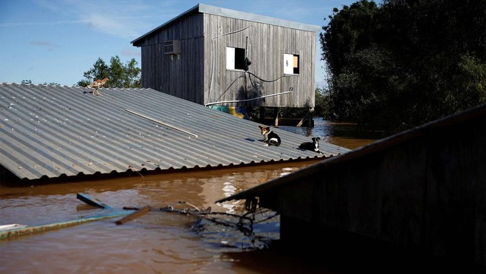 Potret Hewan Peliharaan Ngungsi ke Atap Rumah Saat Banjir Brasil Banjir melanda Canoas, negara bagian Rio Grande do Sul, Brasil. Tingginya banjir membuat sebagian hewan menyelamatkan diri ke atap rumah.