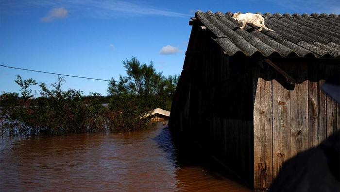 Banjir melanda Canoas, negara bagian Rio Grande do Sul, Brasil. Tingginya banjir membuat sebagian hewan menyelamatkan diri ke atap rumah.