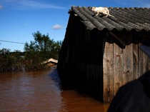 Potret Hewan Peliharaan Ngungsi ke Atap Rumah Saat Banjir Brasil