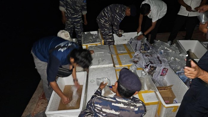 Proses pelepasan Benih Bening Lobster ke alam liar di Pantai Klara provinsi Lampung.