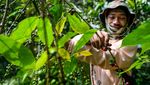 Asyiknya Memanen Kopi Arabika di Bandung