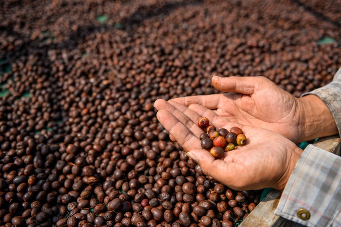 Petani menunjukan biji kopi arabika yang sedang dikeringkan di Kaki Gunung Puntang, Kabupaten Bandung, Jawa Barat, Kamis (16/5/2024). Asosiasi Eksportir Kopi Indonesia (AEKI) memproyeksikan produksi kopi di tahun 2024 turun yang diakibatkan produksi kopi di dataran rendah melemah serta minimnya carry over stock dari tahun 2023 menjadi penyebab berkurangnya produksi kopi nasional. ANTARA FOTO/Raisan Al Farisi/Spt.
