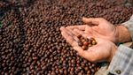 Asyiknya Memanen Kopi Arabika di Bandung