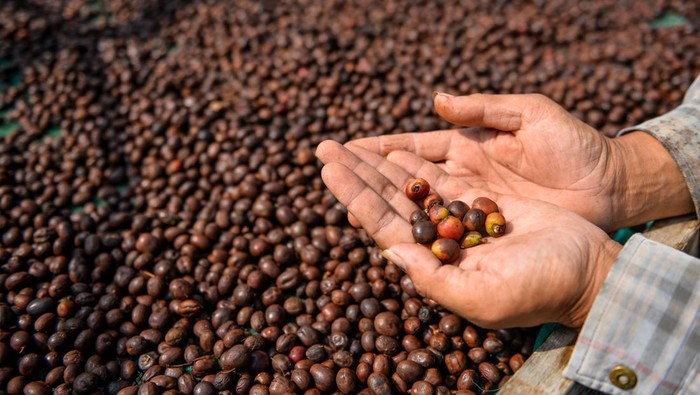 Petani menunjukan biji kopi arabika yang sedang dikeringkan di Kaki Gunung Puntang, Kabupaten Bandung, Jawa Barat, Kamis (16/5/2024). Asosiasi Eksportir Kopi Indonesia (AEKI) memproyeksikan produksi kopi di tahun 2024 turun yang diakibatkan produksi kopi di dataran rendah melemah serta minimnya carry over stock dari tahun 2023 menjadi penyebab berkurangnya produksi kopi nasional. ANTARA FOTO/Raisan Al Farisi/Spt.
