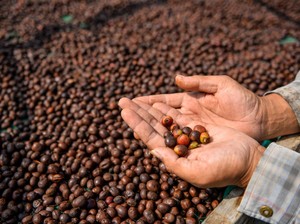 Keistimewaan Biji Kopi Gunung Puntang yang Punya Rasa Fruity Nikmat