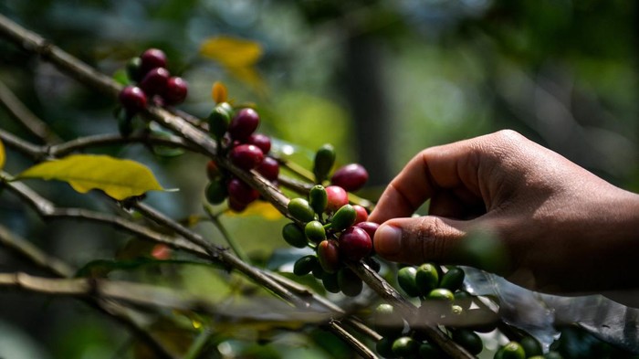 Petani menunjukan biji kopi arabika yang sedang dikeringkan di Kaki Gunung Puntang, Kabupaten Bandung, Jawa Barat, Kamis (16/5/2024). Asosiasi Eksportir Kopi Indonesia (AEKI) memproyeksikan produksi kopi di tahun 2024 turun yang diakibatkan produksi kopi di dataran rendah melemah serta minimnya 