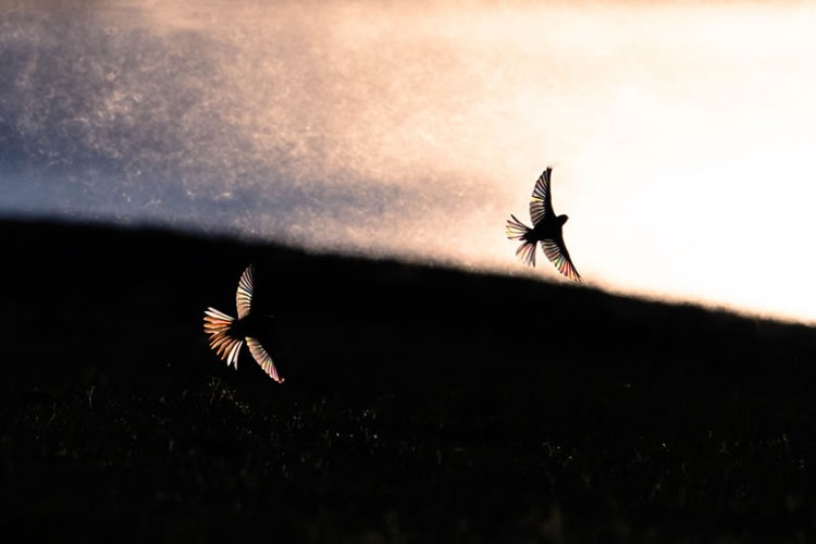 The GDT Nature Photographer of the Year 2024
