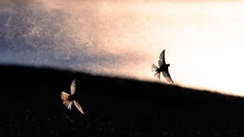 Karya Christian Brinkmann. Foto: The GDT Nature Photographer of the Year