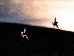 Karya Memukau Jawara Kontes Foto Alam