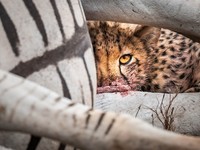 The GDT Nature Photographer of the Year 2024