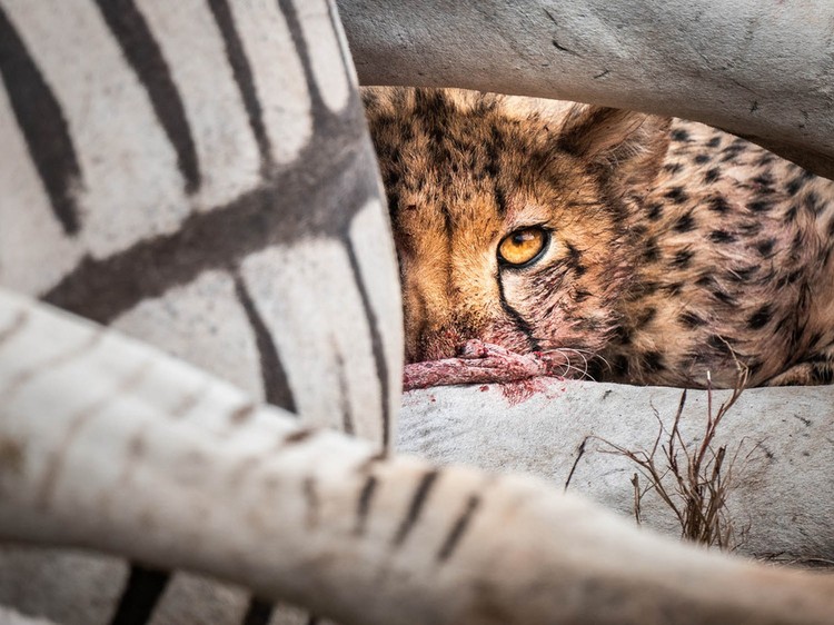 The GDT Nature Photographer of the Year 2024