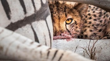 Karya Monika Morlak. Foto: The GDT Nature Photographer of the Year