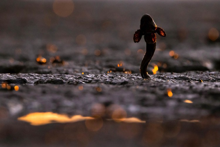 The GDT Nature Photographer of the Year 2024