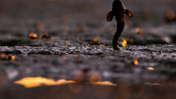 Karya Jan Piecha. Foto: The GDT Nature Photographer of the Year