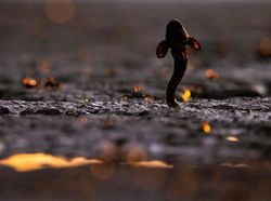 Karya Memukau Jawara Kontes Foto Alam