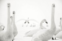 The GDT Nature Photographer of the Year 2024