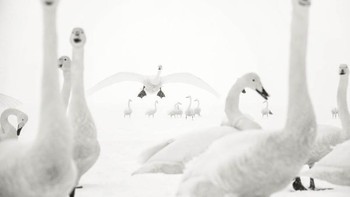 Karya Marion Vollborn. Foto: The GDT Nature Photographer of the Year