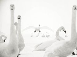 Karya Memukau Jawara Kontes Foto Alam