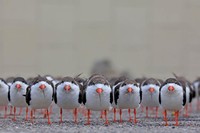 The GDT Nature Photographer of the Year 2024