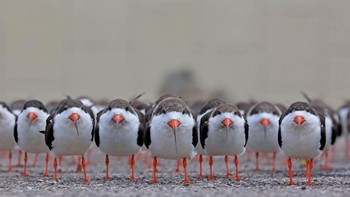 Karya Jens Kählert. Foto: The GDT Nature Photographer of the Year
