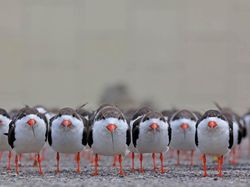 Karya Memukau Jawara Kontes Foto Alam