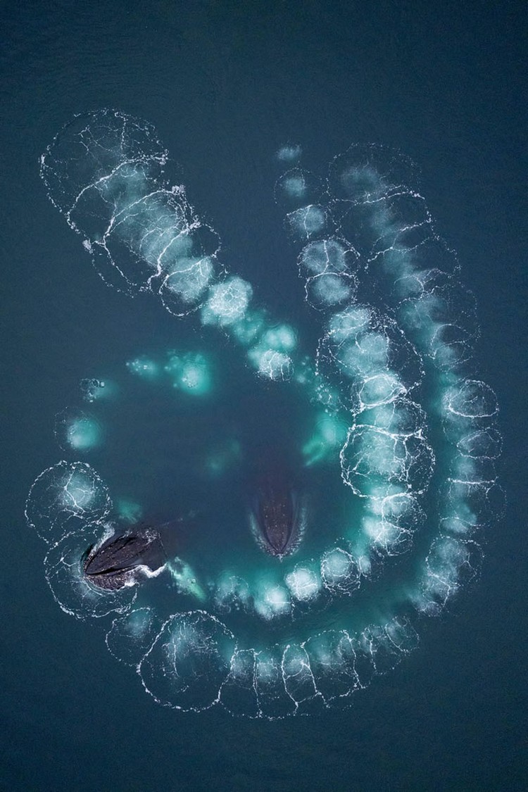 The GDT Nature Photographer of the Year 2024