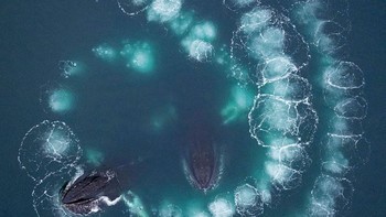 Karya Scott Portelli. Foto: The GDT Nature Photographer of the Year