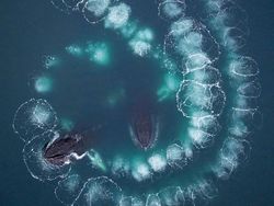 Karya Memukau Jawara Kontes Foto Alam