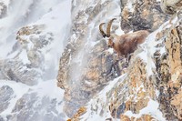 The GDT Nature Photographer of the Year 2024
