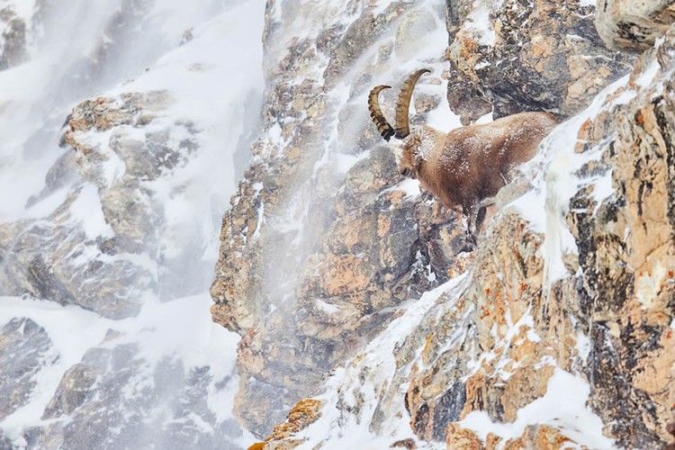 The GDT Nature Photographer of the Year 2024