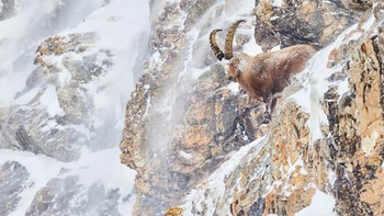 Karya Flurin Leugger. Foto: The GDT Nature Photographer of the Year