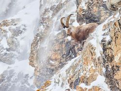 Karya Memukau Jawara Kontes Foto Alam