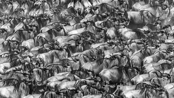 Karya Manfred Föger. Foto: The GDT Nature Photographer of the Year